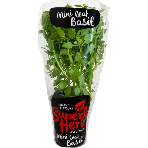 Potted Mint Leaf Basil