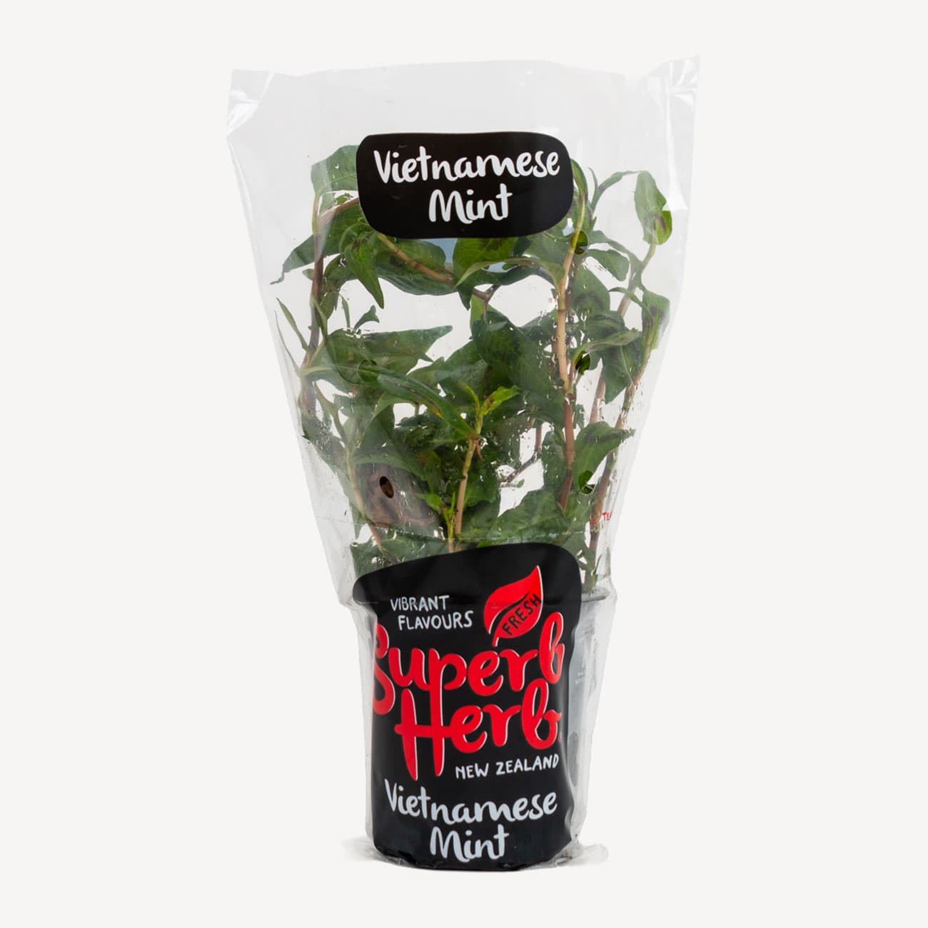 Superb Herb Vietnamese Mint Small